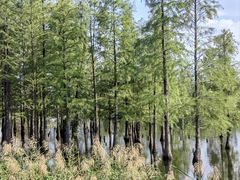 -白鹭湾湿地公园
