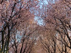 -石家庄市植物园
