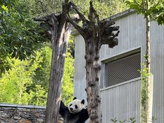 -卧龙中华大熊猫苑神树坪基地