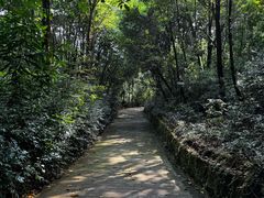 -雁南飞茶田景区