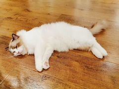 -东方名猫馆·英短金渐层布偶猫舍(环线广场1号楼店)