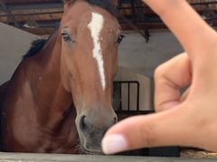 -松声马术俱乐部