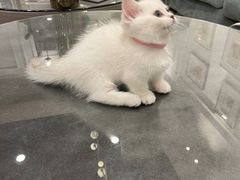-袖虎·猫馆(体育西路店)