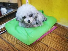 -志龙皇冠吃货椰子铺