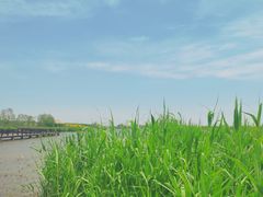 -西青郊野公园