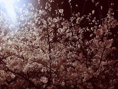 -武汉大学-樱园
