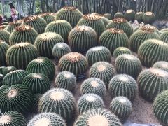 -深圳仙湖植物园-停车场