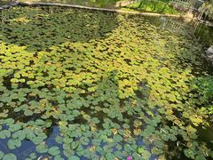 -上海共青森林公园