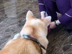 -宠爱国际动物医院·消化内科·心肾内科·ISFM猫友好(望京店)