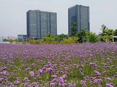 -杭州城北体育公园