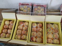 -南汇水蜜桃采摘(大团店)