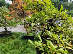 -成都杜甫草堂博物馆