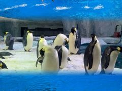 -珠海长隆海洋王国