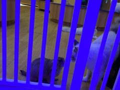 -浣熊柯尔鸭土拨鼠·电玩咖