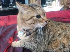 -爱妮康宠物医院·干细胞免疫细胞·肿瘤·心脏(张江店)