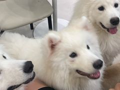 -安格丽娜·狗咖·猫咖羊驼咖(春熙路百盛商场店)