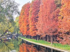 -上海共青森林公园