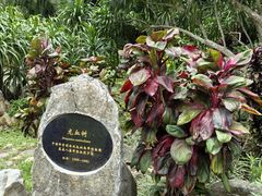 -中国科学院西双版纳热带植物园