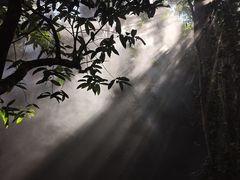 -西双版纳原始森林公园