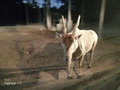 -清迈夜间动物园