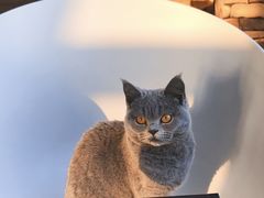 -猫的茶·猫咖
