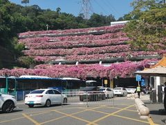 -深圳仙湖植物园