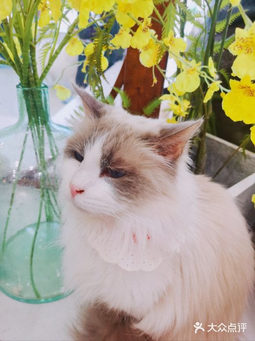 共舞时光猫咖·狗咖(新街口店)图片