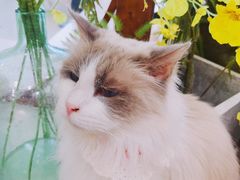 -共舞时光猫咖·狗咖(新街口店)
