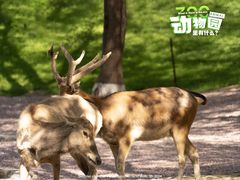 -北京野生动物园