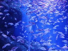 -成都浩海立方海洋公园