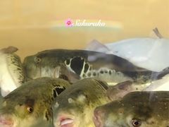 -天正河鲀·河豚亭(大连店)