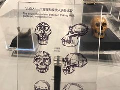 -北京周口店北京人遗址博物馆