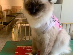 -喵喵咪呀布偶猫咖(春熙路店)