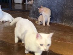 -猫猫幼稚园·撸猫·桌游·电玩