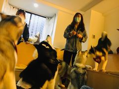 -Husky Go! 哈士奇体验馆·宠物咖啡厅狗咖