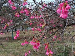 -天适樱花悠乐园