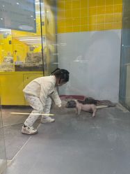 点击看大图 -神奇动物撸宠馆·羊驼·小浣熊·异宠(豫园店)