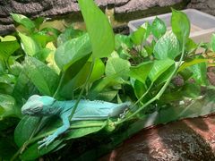 -上海大自然野生昆虫馆(东方明珠·爬宠昆虫探索中心)