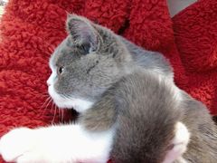 -lincat·猫舍(广州店)