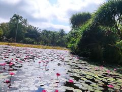 -中国科学院西双版纳热带植物园