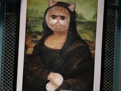 -喵屿·大理花园猫咖