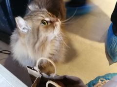 -猫儿山۰猫主题餐厅