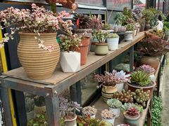 -金科花卉市场