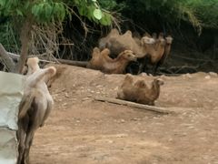 -泉州海丝野生动物世界