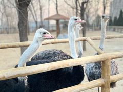 -大连森林动物园