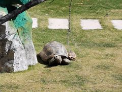 -广东惠东海龟国家级自然保护区