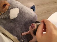 -浣熊柯尔鸭土拨鼠·电玩咖