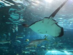 -瑞普利水族馆