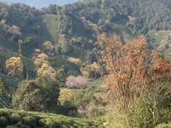 -中国茶叶博物馆(双峰馆区)
