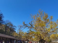 -千年银杏谷文化旅游区